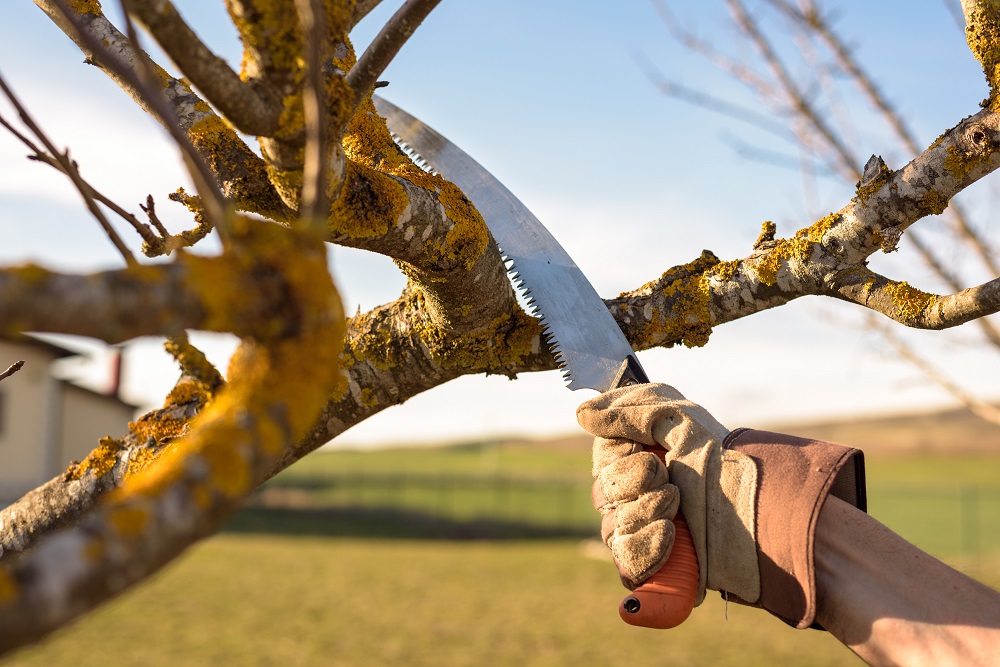 Selwyn Community Education